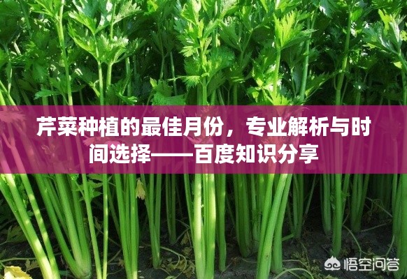 芹菜种植的最佳月份，专业解析与时间选择——百度知识分享