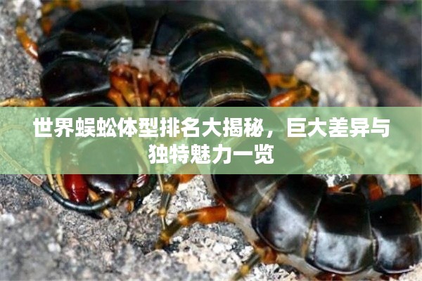 世界蜈蚣体型排名大揭秘，巨大差异与独特魅力一览