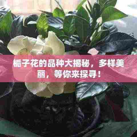 栀子花的品种大揭秘,多样美丽,等你来探寻!