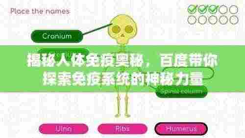 揭秘人体免疫奥秘，百度带你探索免疫系统的神秘力量